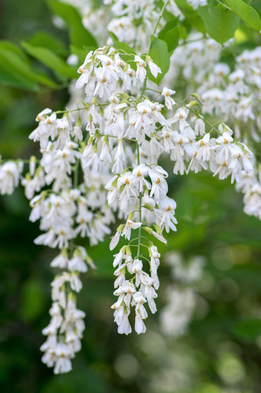 10 YELLOW ASH TREE Kentucky Yellowwood White Flowers Cladrastis Lutea Kentukea Seeds